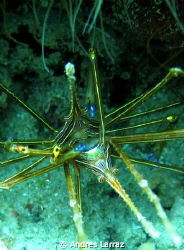 THE WALTZ OF THE CONE HEADS, ARROW CRABS! by Andres Larraz 